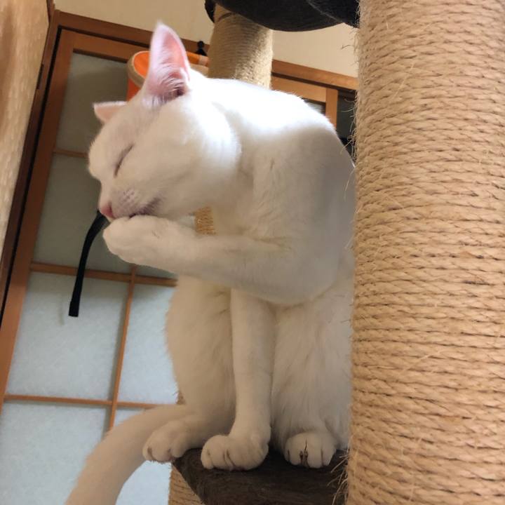 A18bc3e8 f47c 448b a5e4 932041e64efa 1591789806387