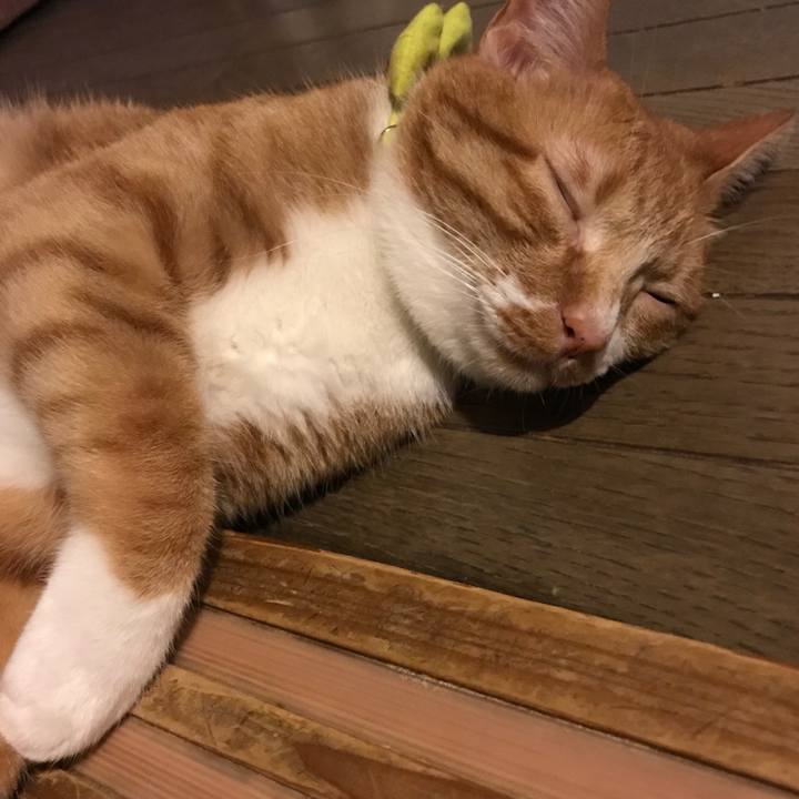 A18db0df f775 4bc2 8dea a4a5264cbe4b 1533213907579