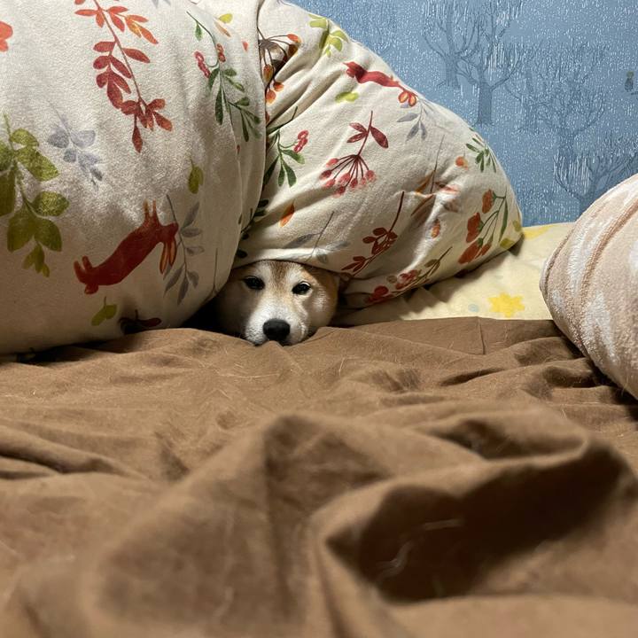 A18ffab0 056f 4553 bcc6 217a20c7e174 1637618018160