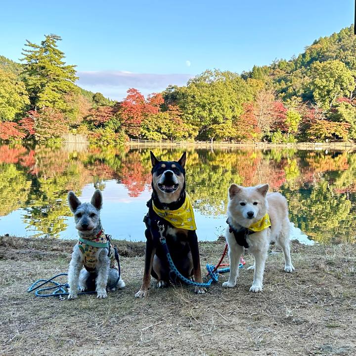 A190384f c739 4cdd 986c f222081b6323 1731423017880