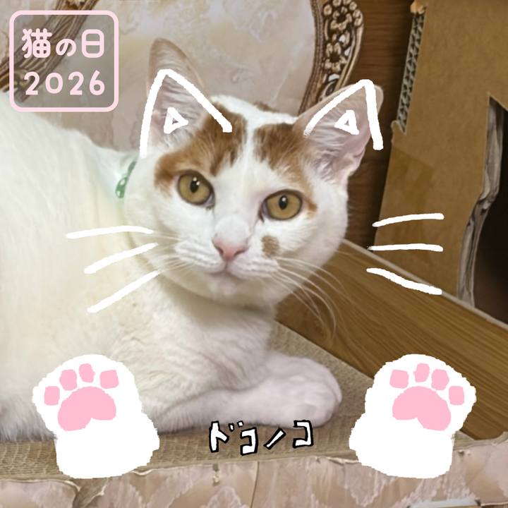 A1933b30 7c8b 49a1 aa2b ccc3acbbafc5 1771787568664