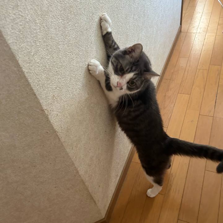 A19352cc d1ee 4daf 9ade 6e6a7d219c51 1774775269815