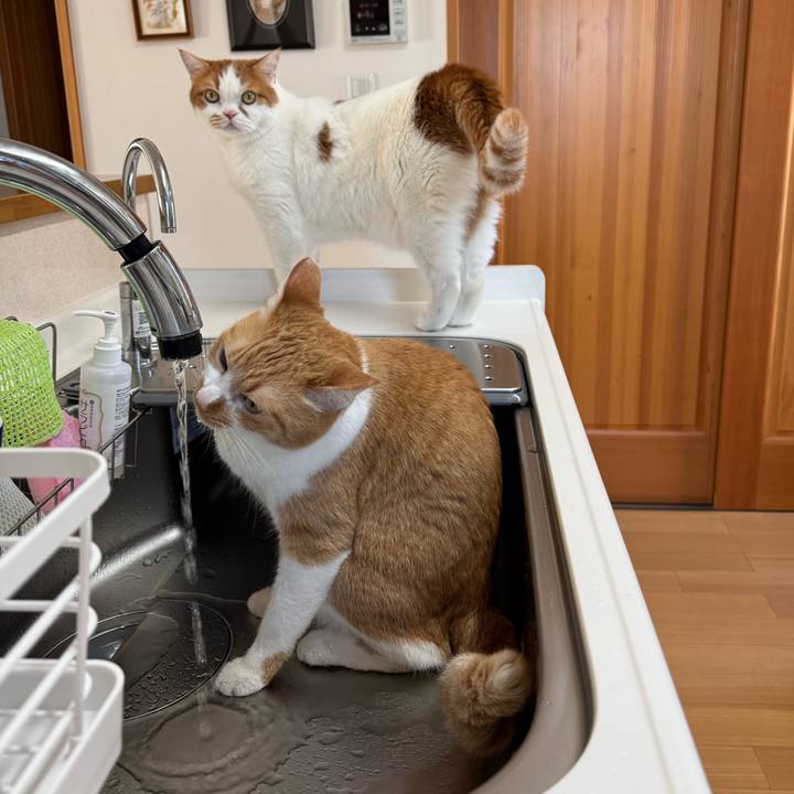 A195223b 18b1 49d4 9b56 de65623a90a5 1768446079745