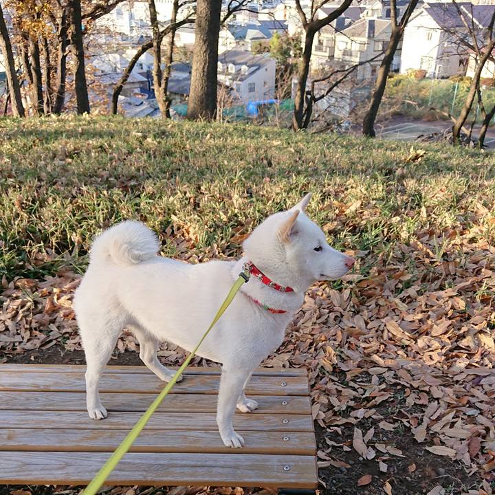 A197011b 89cb 474c a6fe 1be34c7a24bf 1512886848816