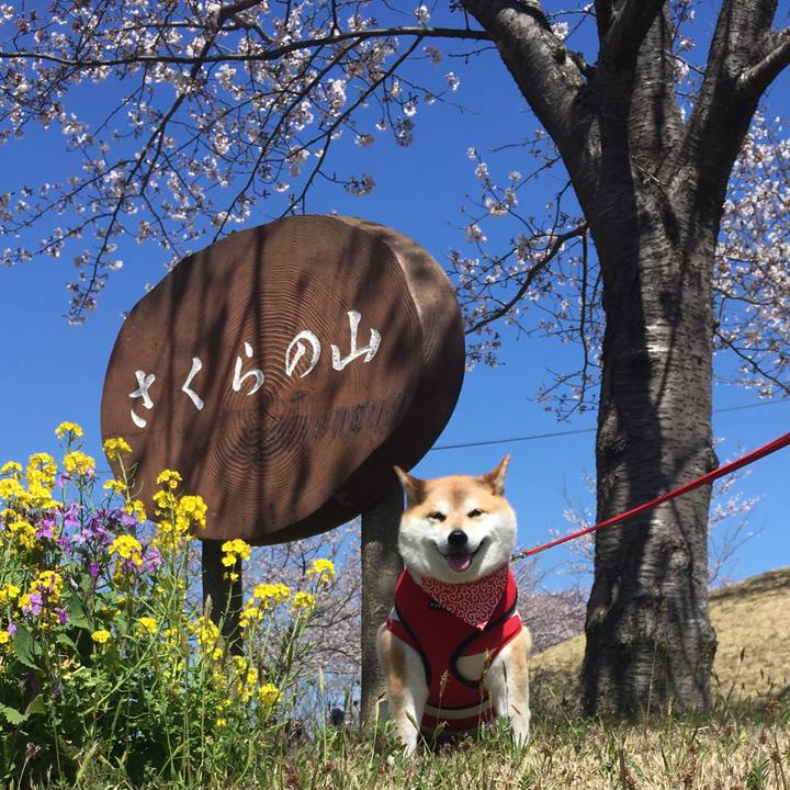 A197ae5b 0731 4379 a2fb 9cdbc93aa450 1585125151617