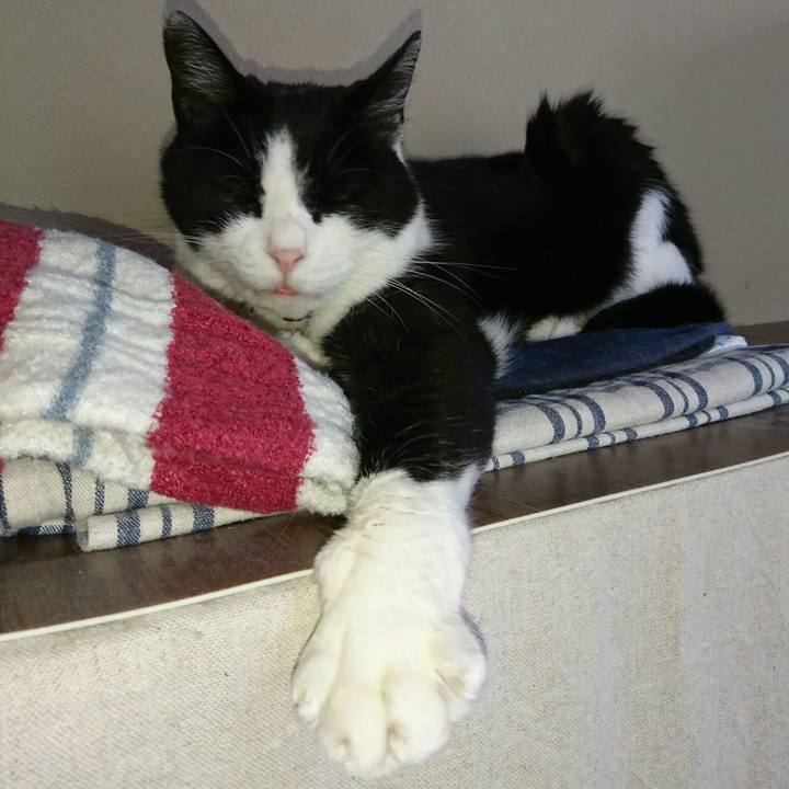 A1999e0a 1576 4e06 9ae6 856b4096502d 1563535675996