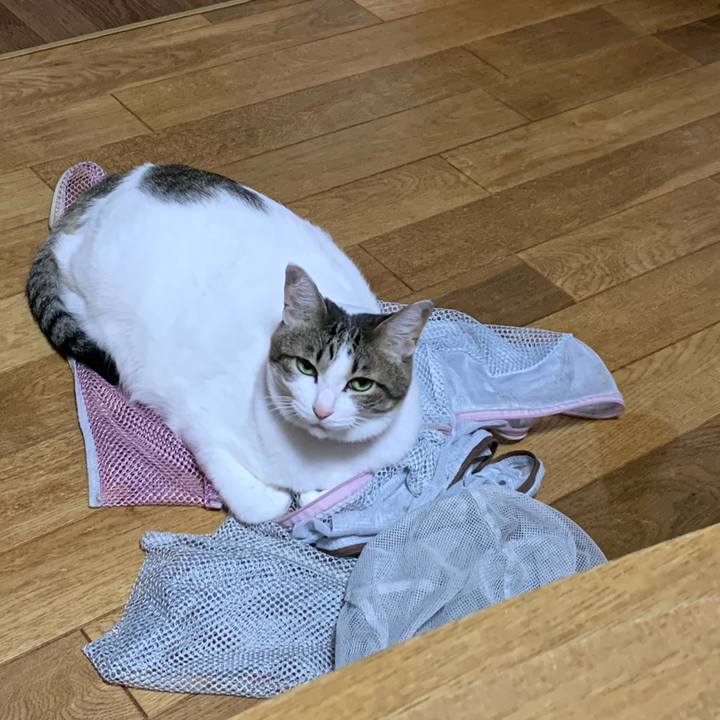 A19a1560 f35a 4522 822c 6782df1bdc02 1604582805402