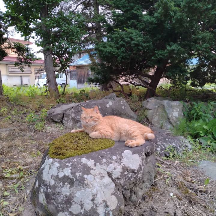 A19a4ae1 d965 4598 8dd3 78b3ab8878b8 1690195806748