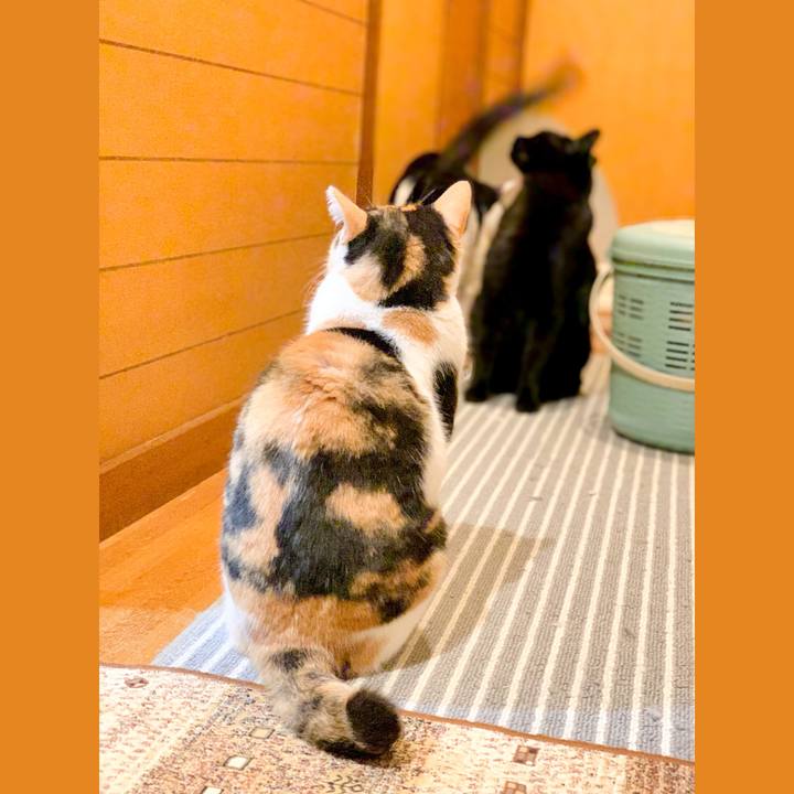 A19caccd dff5 45d7 adaf 5cc739d25e90 1547431109176