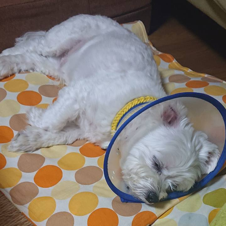 A19d0648 5823 4e5d 934c 567e8d55c4d4 1627301790461