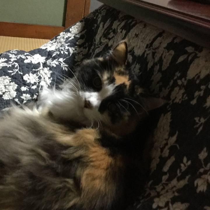 A19d470b 9709 443b 9eca 8fa6527d58b2 1540302449467