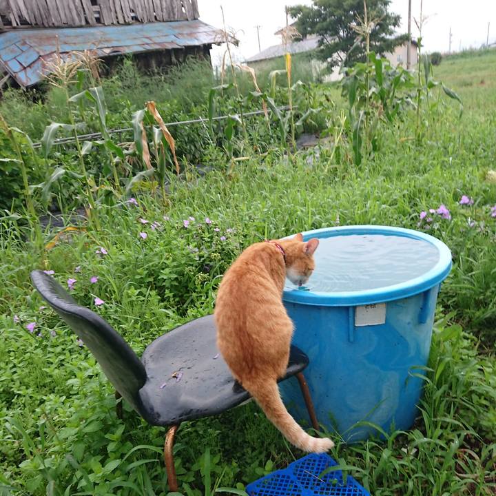 A19f3f53 5cb4 491d a582 cf7a48c5ee11 1597610232082