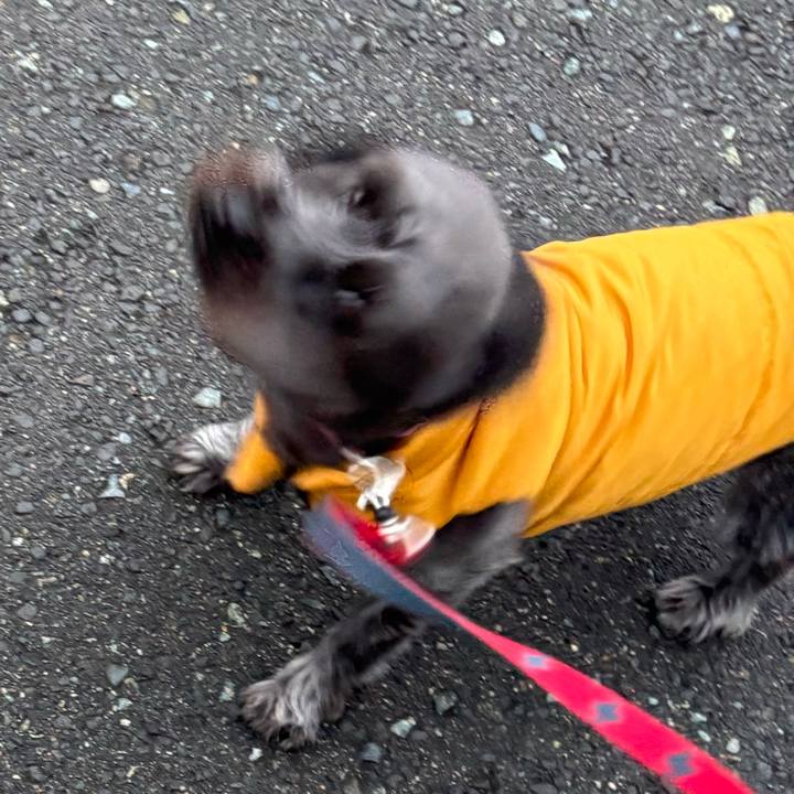 A19fa3c2 eaa5 438a 8d0d 9487d3f8dbaf 1762525733217