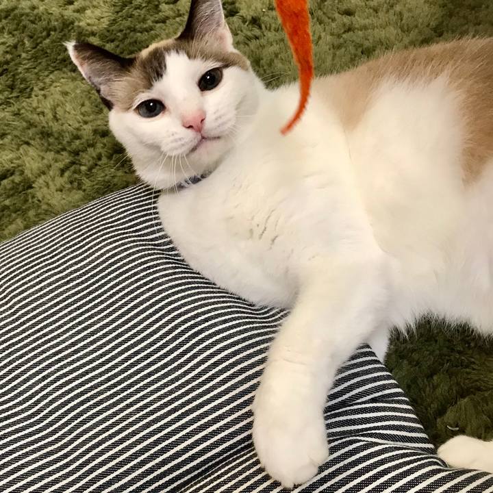 A1a2b67e 7bbb 4330 8c89 abd76c1f9b1e 1602285440242