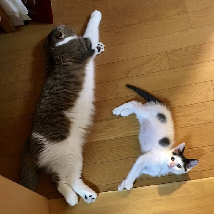 A1a3a339 9fdc 46f0 9ff5 35b709c4dc20 1530059654873