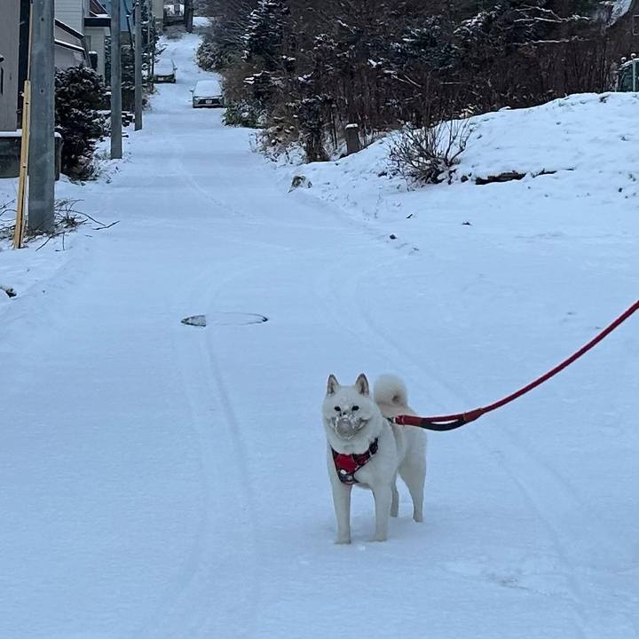 A1a3e376 bf71 48bd bba1 0901daba23c1 1764887521601