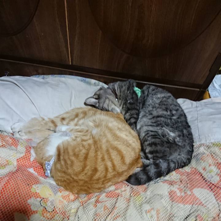 A1a42c4c 24ce 4d2b 934c 9b7edb594650 1587045382111