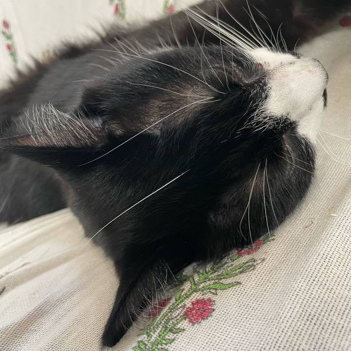 A1a73a20 f92e 4a78 b85c 412b764221a0 1715903733118