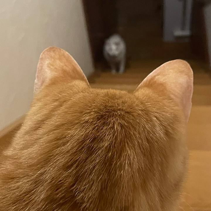 A1a7cc54 ebd5 4a04 822b 3b6edb684a66 1643604977355