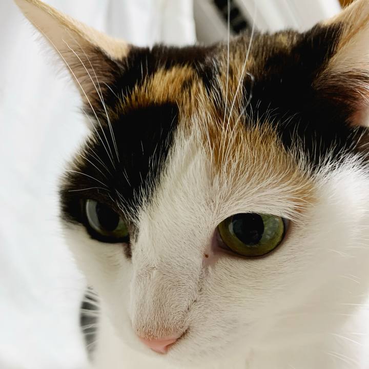 A1a87beb e819 47cd 86ec 67dedca51e0d 1584756569802