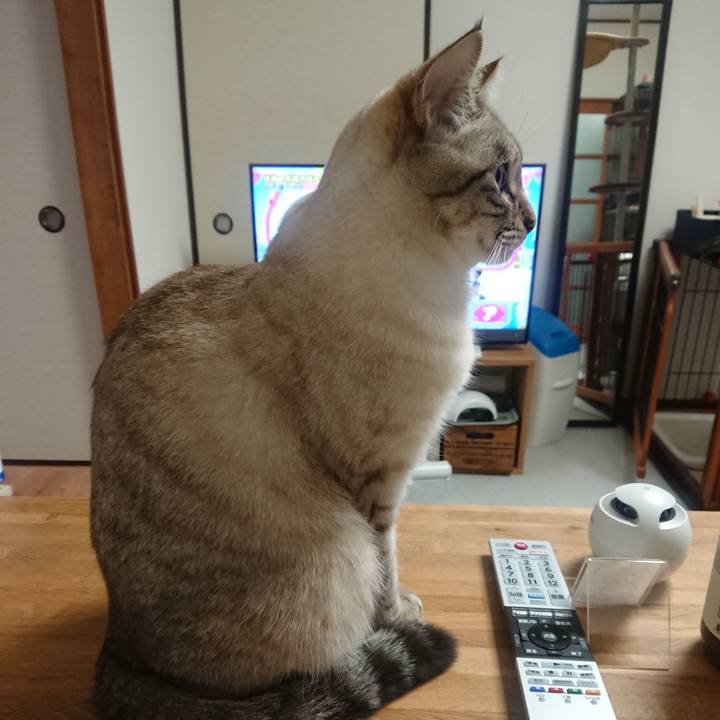 A1aadaee f15f 4bd6 a68b 78c03cdf3c48 1546857677562