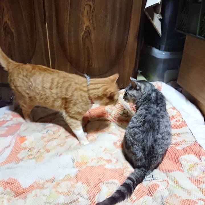 A1abfae3 b694 4b40 9fcc 2a1518dd2b31 1572349924651