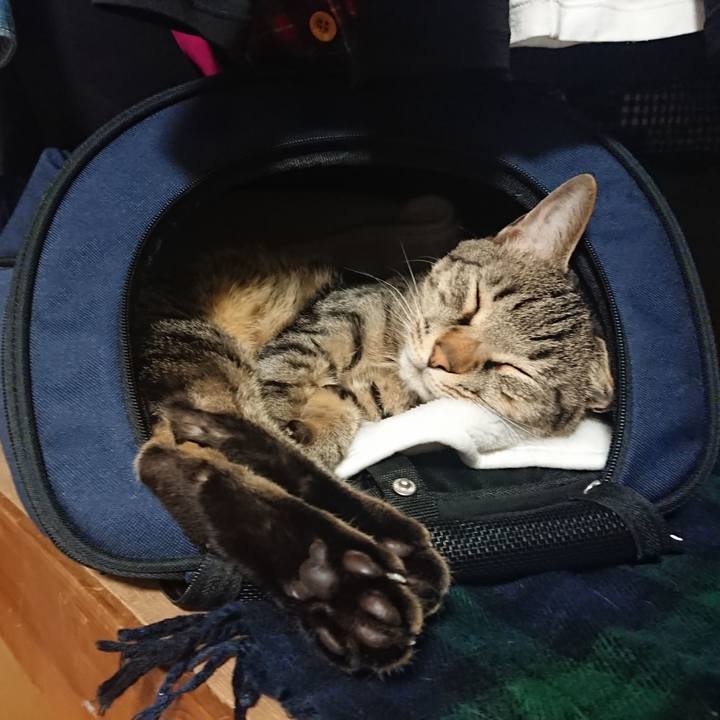 A1af4030 c751 449a 8b1b bb2b20a3d9ed 1524493975188