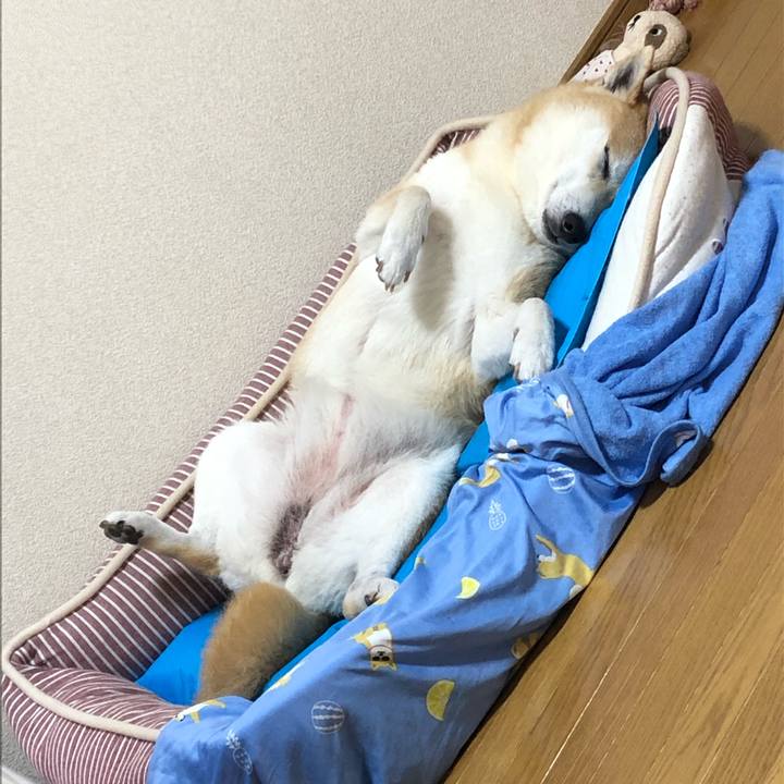 A1afc355 7e3c 42ca 9c51 63ef1c560474 1594297185692