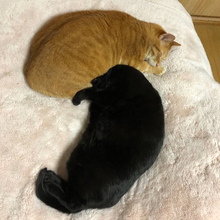 A1b1702c 3c7b 45bd bcf8 5f2436174245 1710238705195