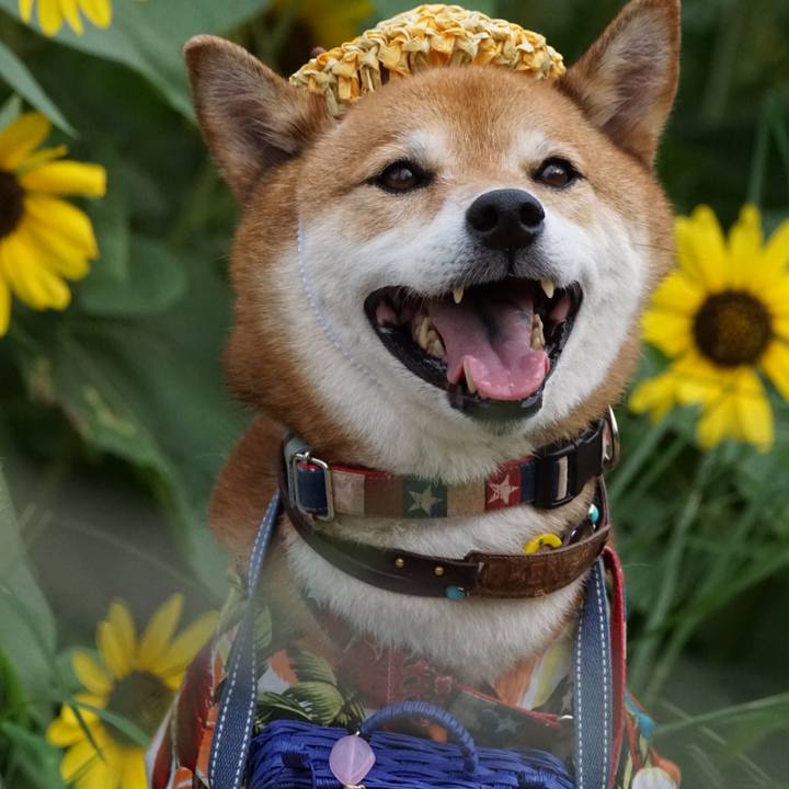 A1b172c9 aa2f 4872 9619 e711c28543ac 1661177846200