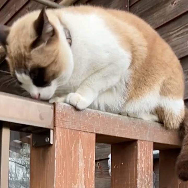 A1b25ff8 471a 4bd6 92d9 0ccf14b954ec 1739844345002