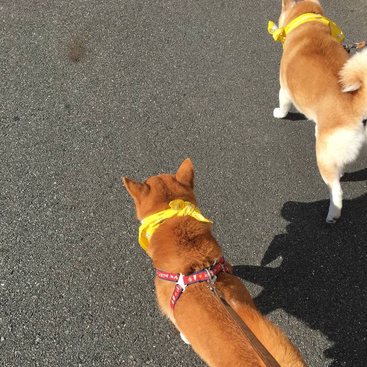 A1b43d68 2c50 41df a674 9050374ce54e 1512452508645