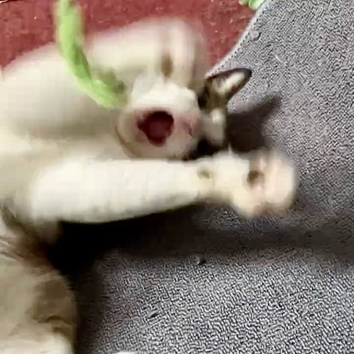 A1b46b74 7fc1 4ded 8508 562b84ce4dc7 1728380237636