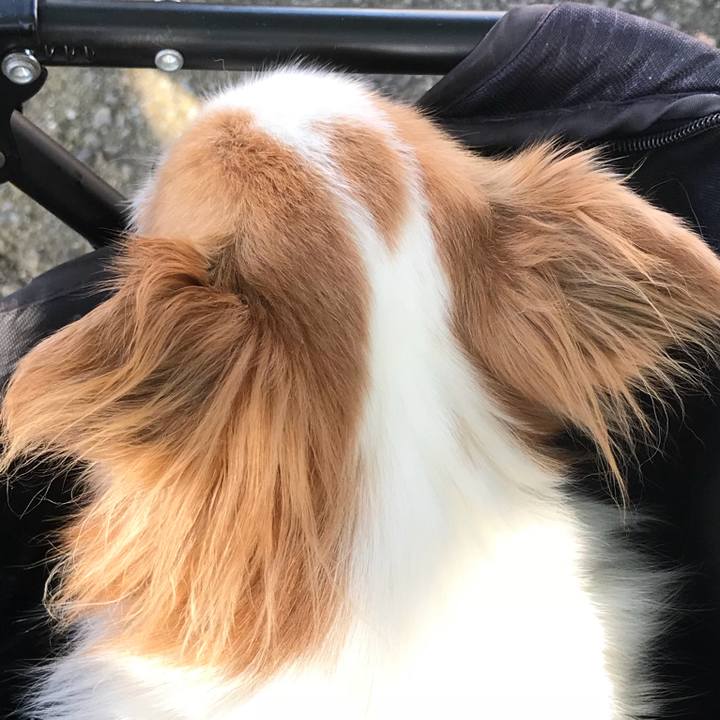 A1b5d528 13c1 41a6 8503 c78f04275061 1534577241120