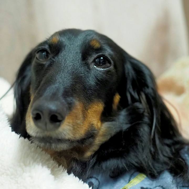 A1b70b4c bdde 4387 9568 0ab8e92ecedd 1554213356188