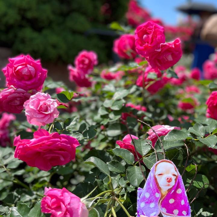 A1b72476 efba 43ee 81e8 4f464db48ab7 1653466178907