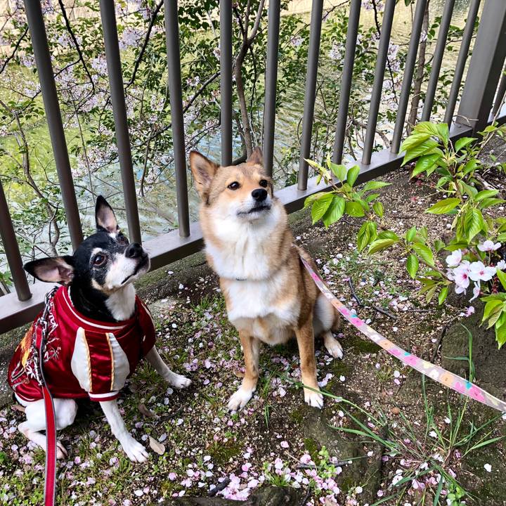 A1b83416 0ff3 422f 88dd 239546b768be 1555062213386