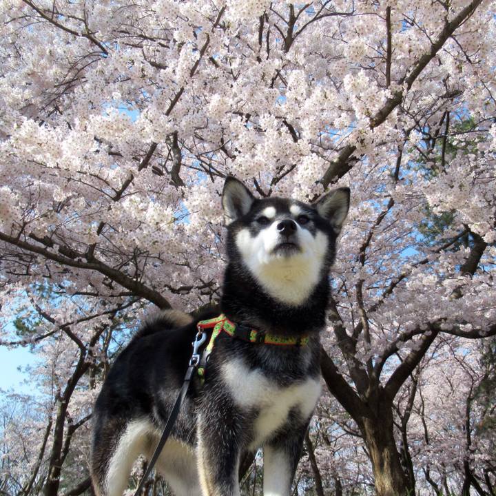 A1b8e758 691f 4c41 b1e7 e5fbd04c406b 1586567704188