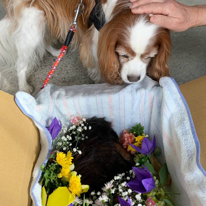 A1bb6bc2 23a8 465a 98ed a247c58e4d63 1571806647250