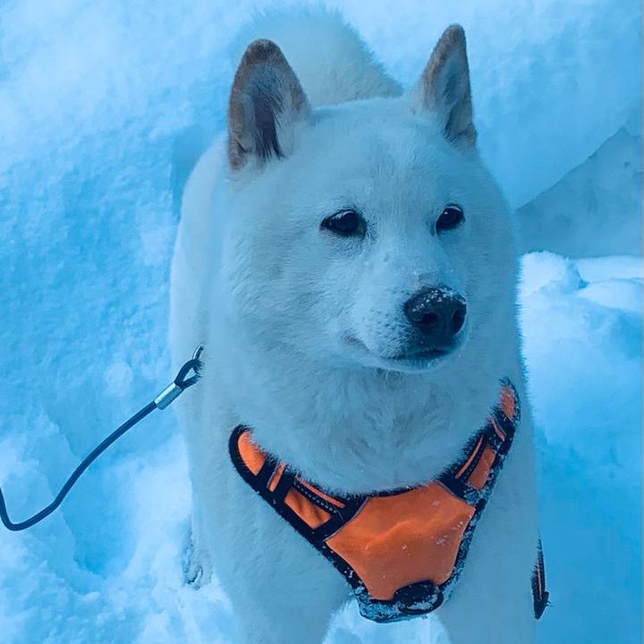 A1c0d1c3 6428 4483 b249 4e3202a3118e 1674780521585