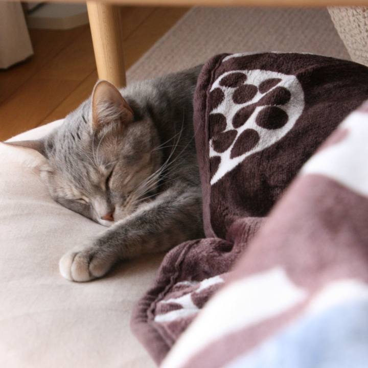 A1c12a47 ce3a 4517 bfe5 20013664d5ec 1525047698983