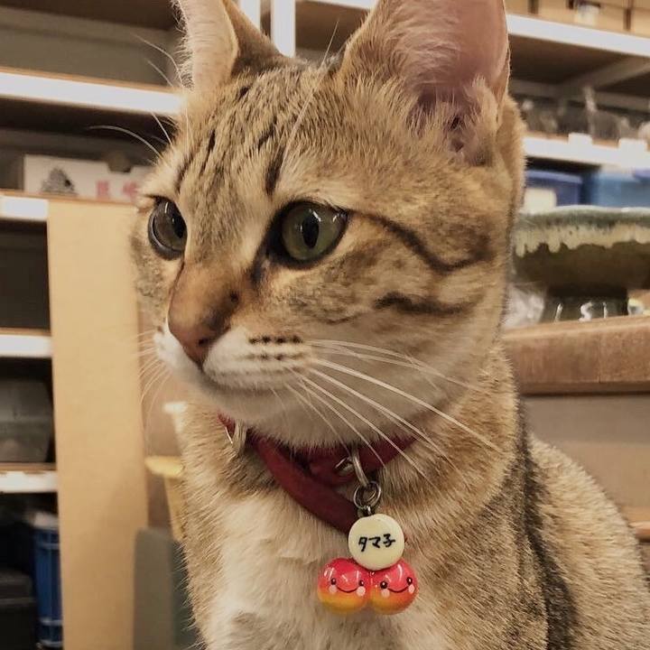 A1c17689 7340 4d37 9da0 66d9df13e0cd 1588052545273