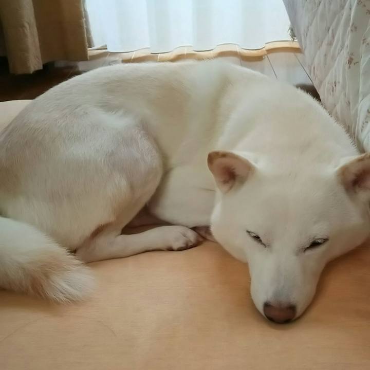 A1c29bad f238 4d49 b98a fc396342864a 1538965906775