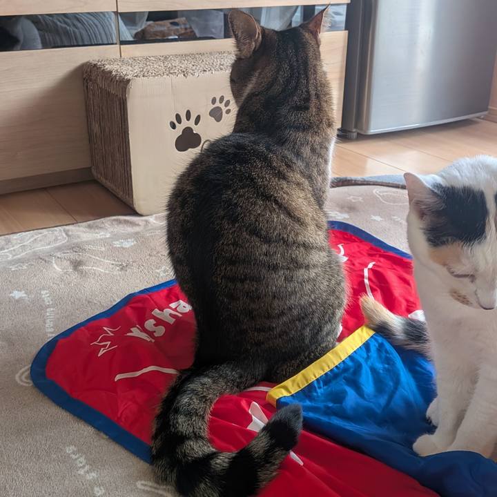 A1c460fc f7dc 41b0 ad9d b45860b622dd 1767156032808