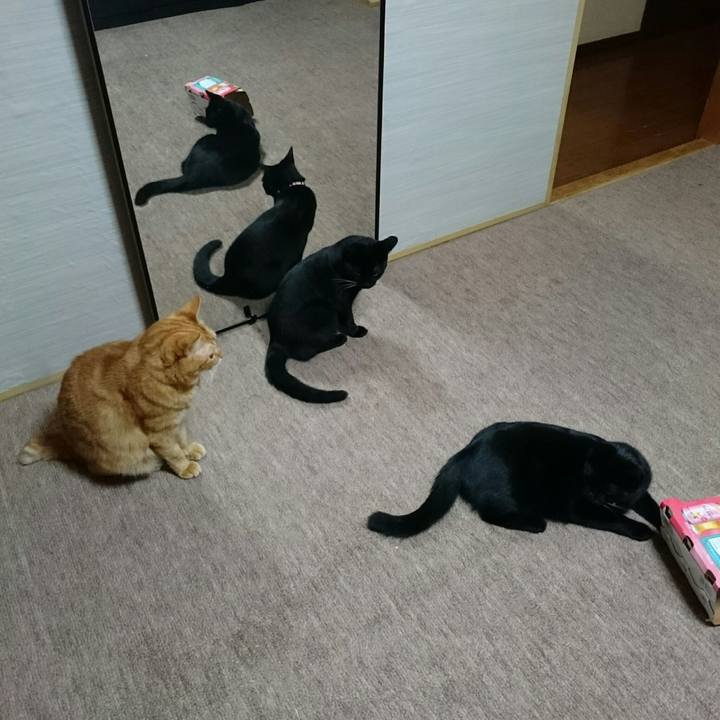 A1c564ba cfb8 47c9 b21d d6f626312cd1 1513123436191