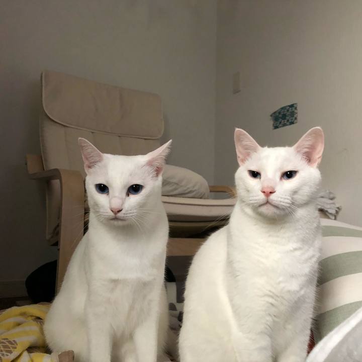 A1c6c62a b09a 46b4 990e 6e56659fcde5 1538915832911