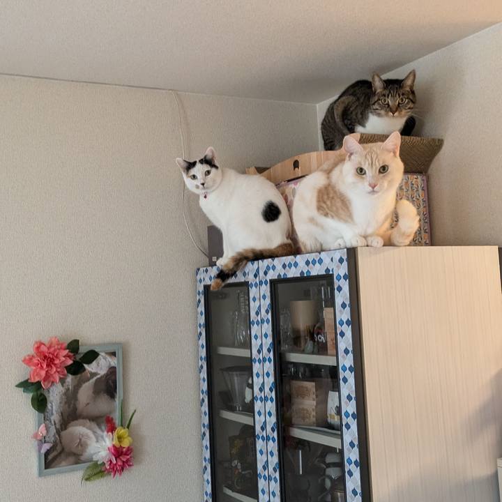 A1c77959 8b8c 4fd9 9a20 cf72ec61c626 1731627839014