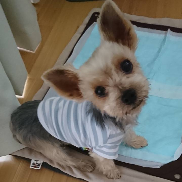 A1ca79b4 3145 4a57 8c90 8ff2ac6dc23d 1540093316139