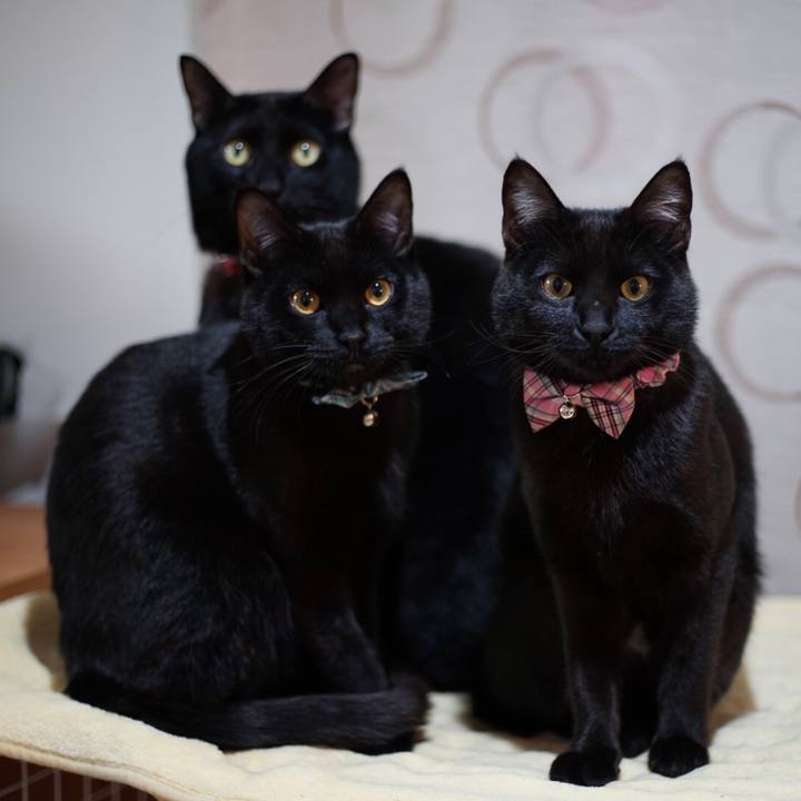 A1cb1c77 a86a 468b b58c bfa6a666637d 1520345526452