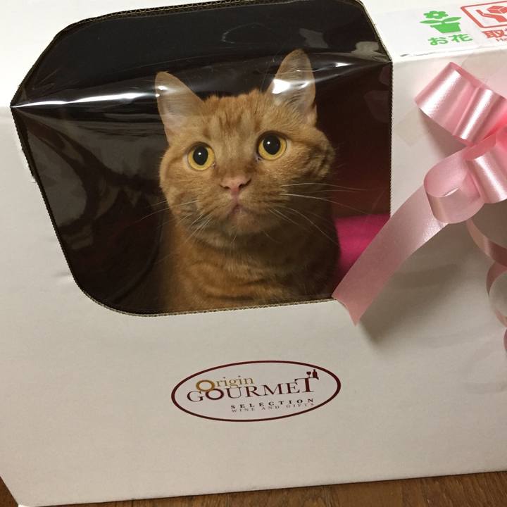 A1cc1c53 285f 4460 88d5 42a3203009cc 1589114479108